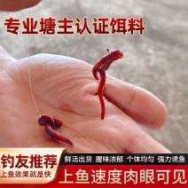 [牛]河北活体蚯蚓养殖场直发对接全国提供技术指导