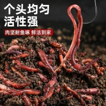 [牛]河北活体蚯蚓养殖场直发提供技术指导量大从优欢迎来电