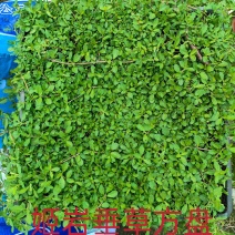 姬岩垂草