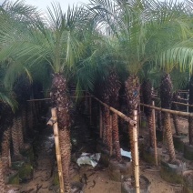 美丽针葵，大小规格都有，基地直销