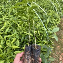 沉香杯苗特价特价自家基地自产自销量大优惠
