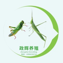 剑角蝗/棉蝗