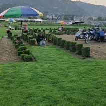 草皮