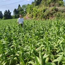 液氮鲜贡菜
