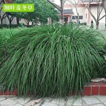 小叶麦冬绿化工程苗，量大可以走整车，欢迎各位老板联系咨询