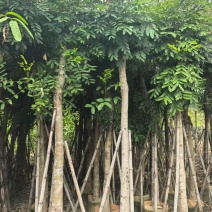 桃花心木12～14～15分，各种规格，