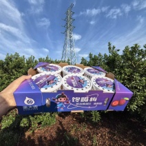 云南高山荸荠小黑炭杨梅