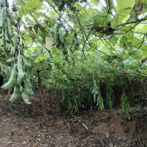 狗爪豆、猫爪豆大量现货供应，产地直供，质量保证，价格美丽