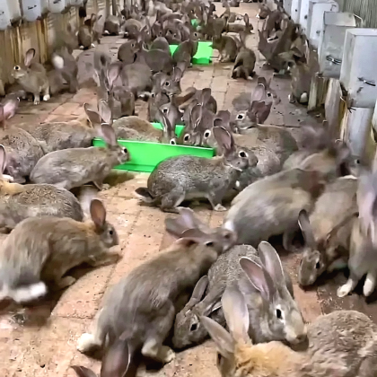 活猪价格行情_今日活猪价格多少钱一斤 _ 一亩田