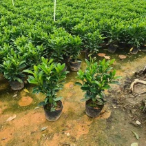 非洲茉莉7斤袋，10斤袋，白布袋，球形，基地直销，大量现货