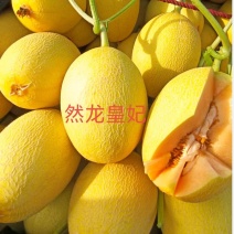 黄妃网纹厚皮甜瓜哈密瓜种子