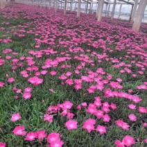 欧石竹，花期长颜色鲜艳夺目，四季开花不断