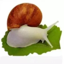白玉蜗牛
