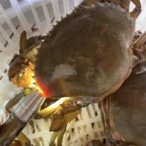 广西防城港青蟹6两膏蟹