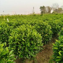 非洲茉莉20-180高，基地直销，一手货源，各种规格大量现货