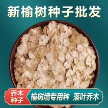 新榆树种子批发白榆树籽可作榆树墙发芽率高
