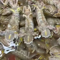 皮皮虾，梭子蟹，小龙虾，青龙三文鱼现货