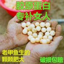 生态甲鱼蛋可一件代发日供1000枚新鲜现挖不囤货
