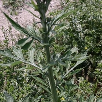 泥胡菜，朝天委陵草，中华小苦菜