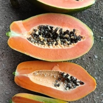 大青木瓜