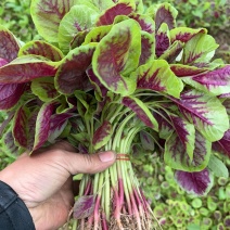 合肥肥东基地直发一手精品苋菜，发货快，保质量