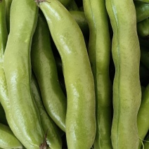 蚕豆，蚕豆新品种，基地大面积种植，角角长，豆子大，表皮好