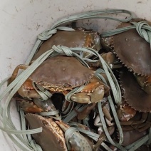 汕头巷青蟹
