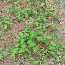 牛心梨释迦芽苗，嫁接释迦果苗**砧木