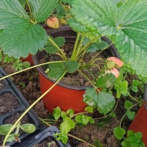 挂果草莓盆栽