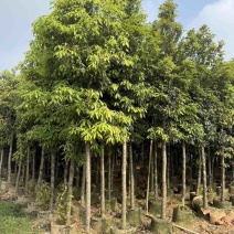 金丝楠木3-25分，基地直销，一手货源，各种规格大量低价出售