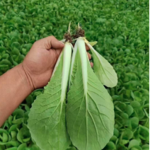 曹县快菜，大量上市产地直供品质质优价廉全国发货