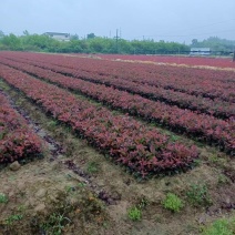 红叶石楠苗30-40公分产地一手货源易成活品质保障