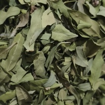 罗布麻