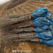 沙棘苗，中华沙棘，俄罗斯深秋红大果沙棘，成活率高