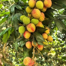 妃子笑荔枝（可开自产自销）批发全国发货海南热带水果