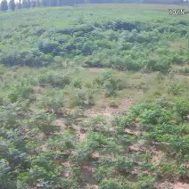 苦楝树苗