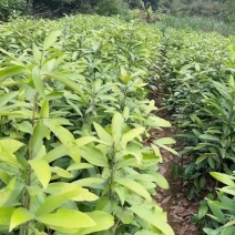 广西肉桂祼根苗高度80公分