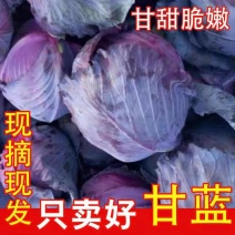 紫甘蓝甘蓝包菜产地一手货源无中间商赚差价