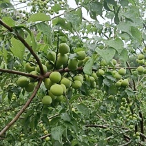青梅批发