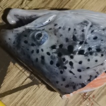 三文鱼鱼头