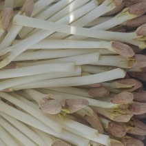 精品花生芽