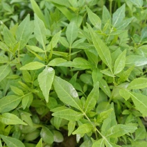 黄柏芽苗基地直供
