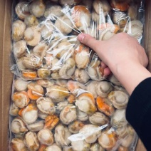 【精品】整箱扇贝肉去箱子10斤，规格齐全货源充足质量保证