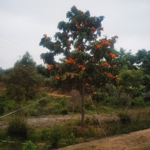 2604花场供应无忧树火焰花15-20cm假植苗