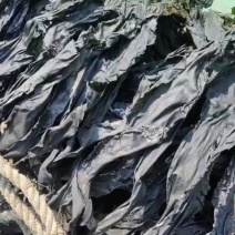 精品挂晒海带网晒海带无货源充足量大从优质量保证欢迎咨询