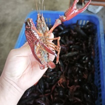 潜江精品小龙虾批发零售量大从优欢迎来电咨询