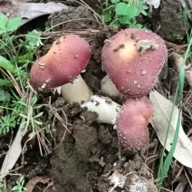 贵州龙里龙架山国有林场仿野生种植的大球盖菇，富含硒。