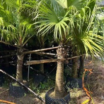 蒲葵100-500高，基地直销，一手货源，大量现货优惠出售