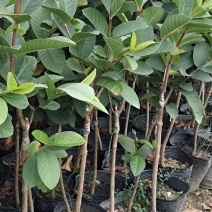 番石榴（嫁接苗），珍珠白番石榴（黑杯苗）