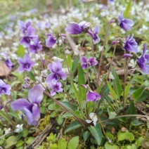 紫花地丁